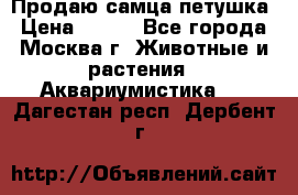 Продаю самца петушка › Цена ­ 700 - Все города, Москва г. Животные и растения » Аквариумистика   . Дагестан респ.,Дербент г.